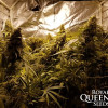 Critical Kush REBAJAS