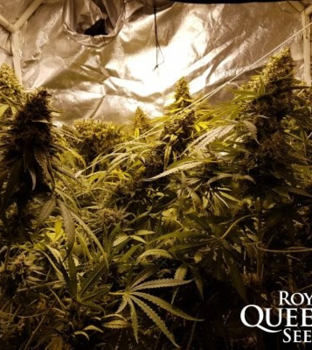 Critical Kush REBAJAS