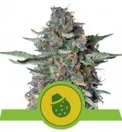 Do-Si-Dos Automatic REBAJAS