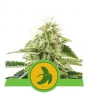 Fat Banana Automatic REBAJAS