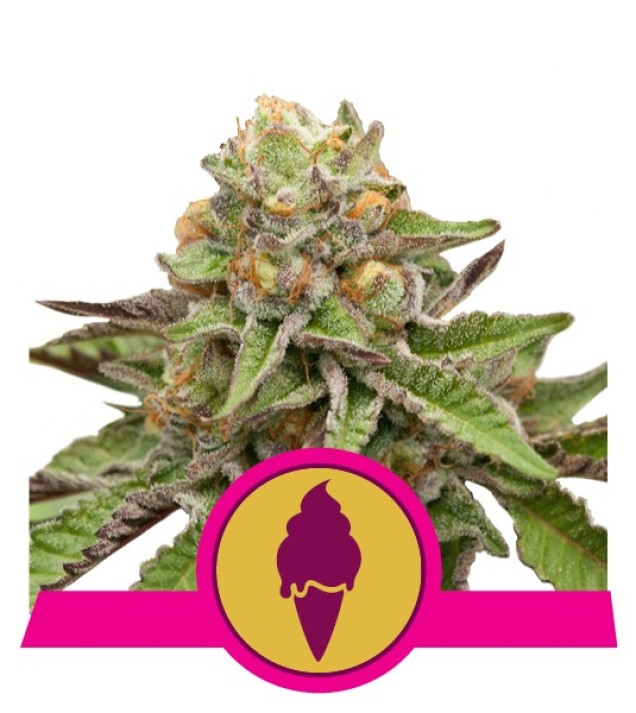 Green Gelato REBAJAS