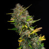 Outdoor Blue Shaman REBAJAS