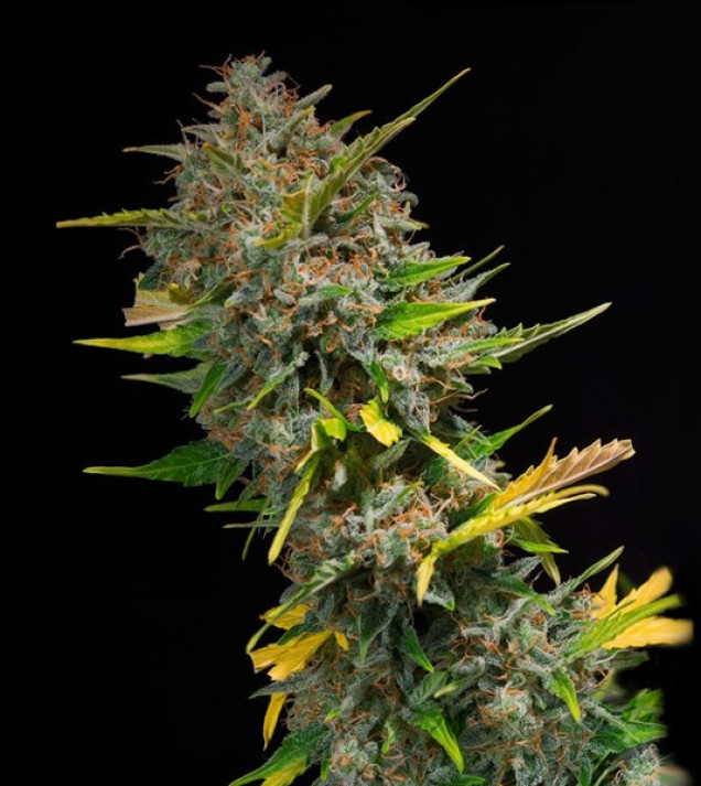 Outdoor Blue Shaman REBAJAS