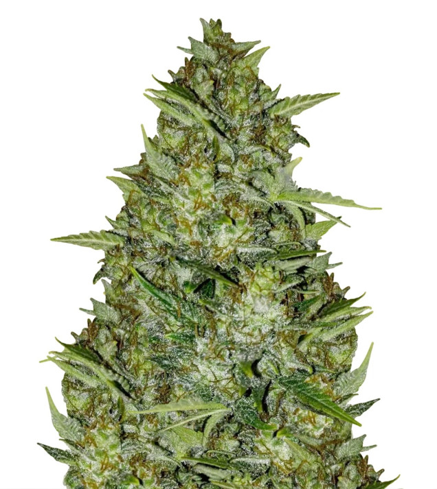 AK 44 Auto REBAJAS