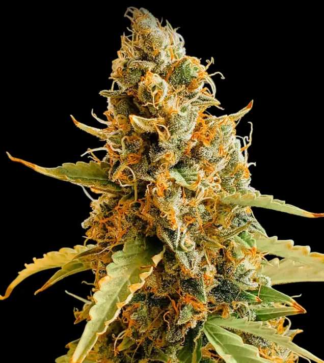 Critical 3.0 Auto