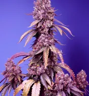 Black Muffin F1 Fast Version