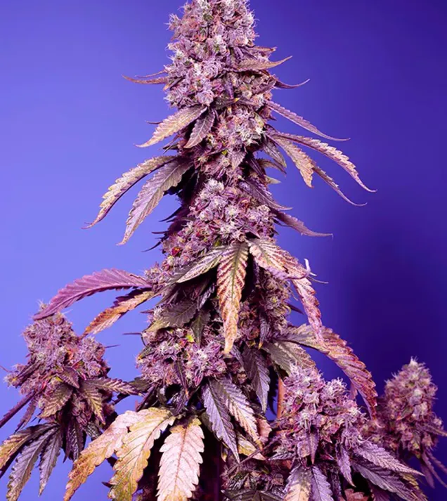 Black Muffin F1 Fast Version