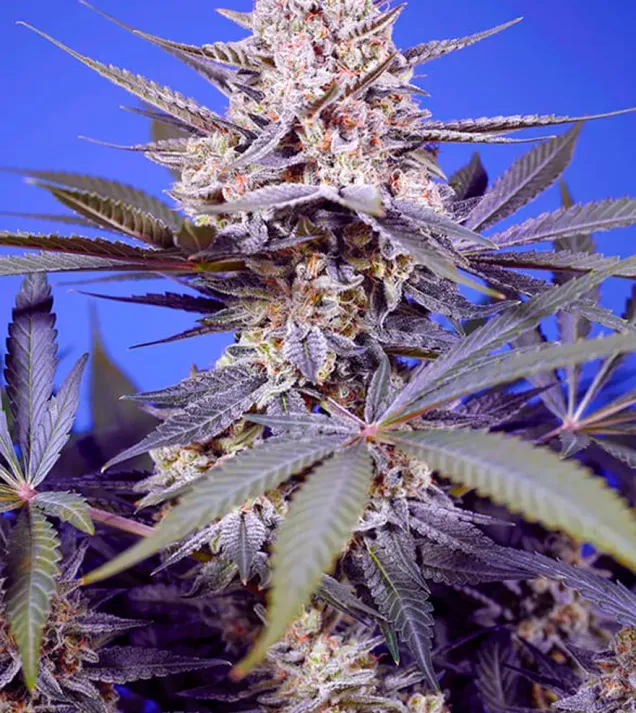 Pineapple Slush XL Auto