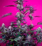 Studio 54 Stardust Auto