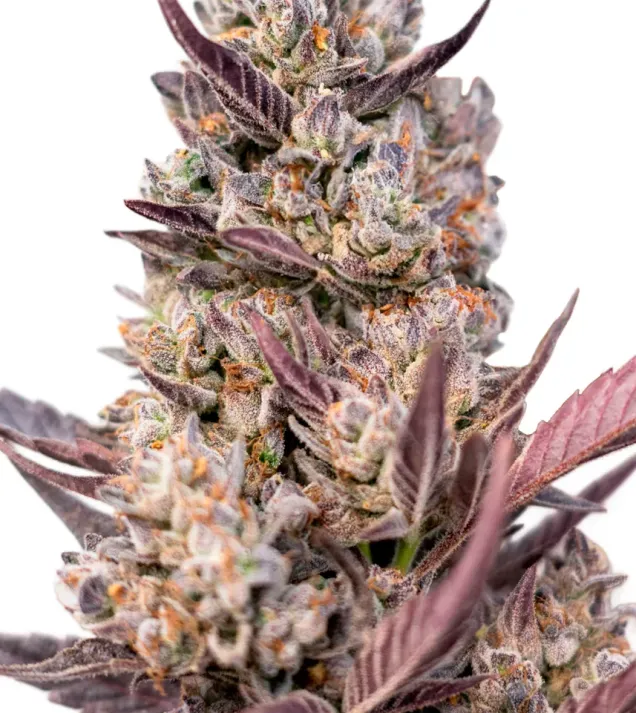 Tropicana Cookies Purple