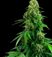 Honey Melon Kush Auto