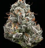 Black Cherry Gushers