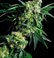 Mr. Nice G13 x Hash Plant Regular