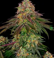 Sweet Cherry Kush
