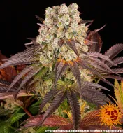 Purple Punch x Lemon Drizzle