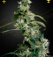 Mango Haze (Arjan's Ultra Haze 2)