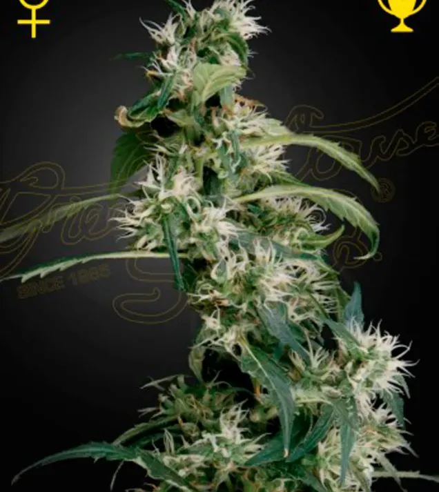 Mango Haze (Arjan's Ultra Haze 2)