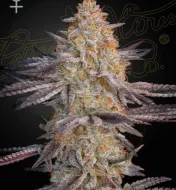 Super Lemon Haze x RS11