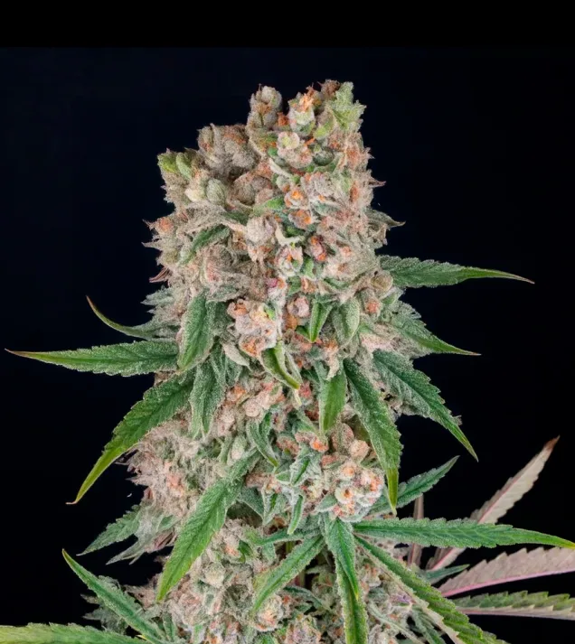 GMO Auto
