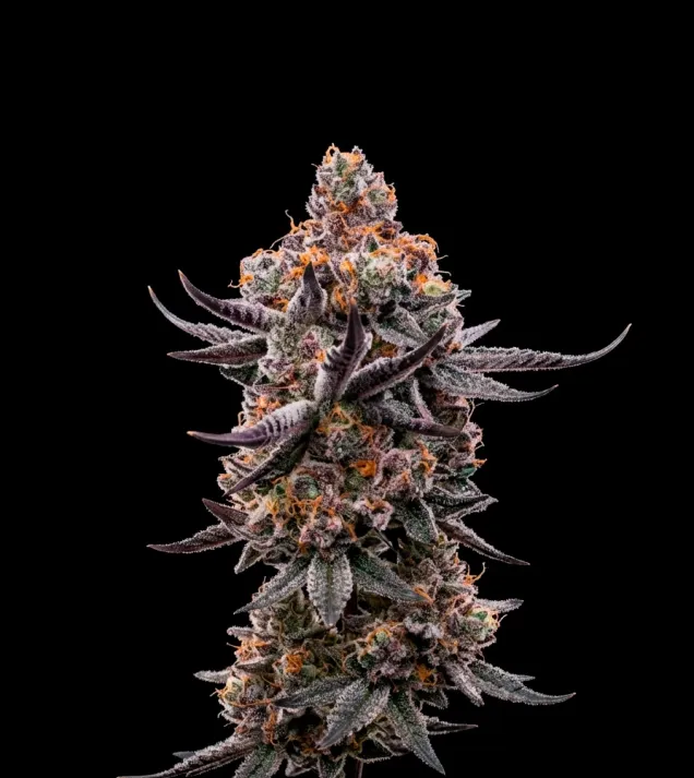 Jealousy Marker Auto