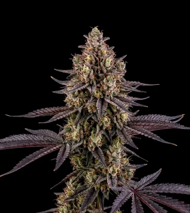 London Pound Cake Auto