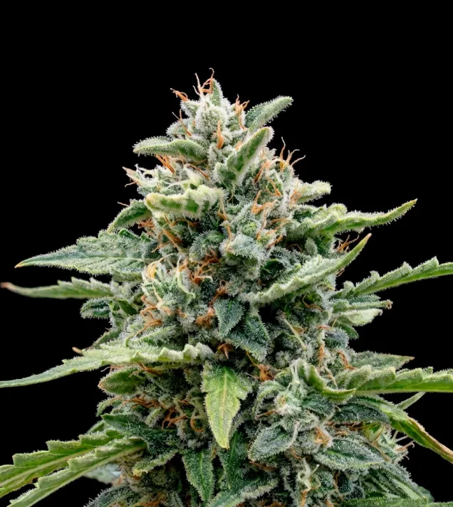 Watermelon Cola Auto