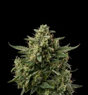 Peanut Butter Breath Auto