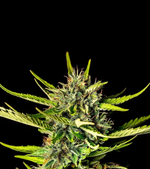 Strawberry Haze Auto