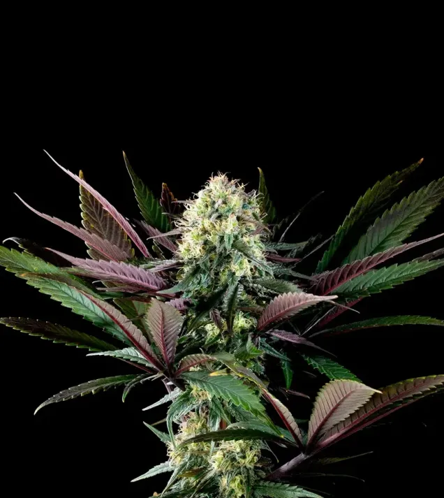 Apple Fritter Bioboost