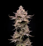 Permanent Marker Auto - Ganja Farmer