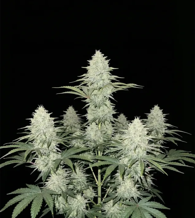 Blueberry Muffins CBD