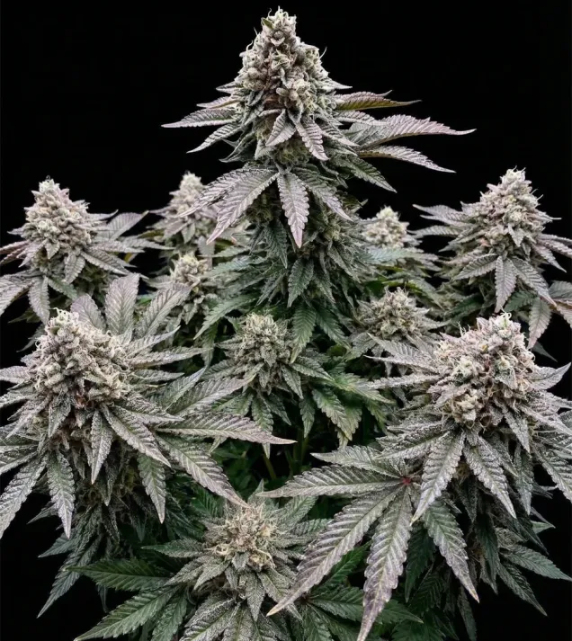 Cookies and Cream Fast