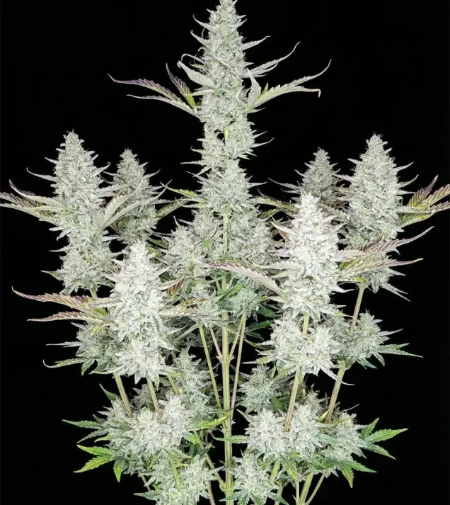 Diesel Auto