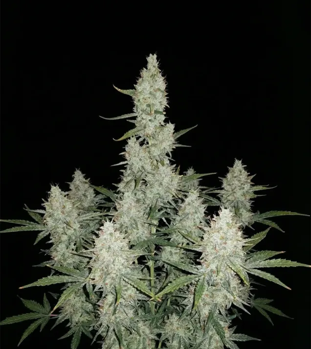 Hawaiian Snow Auto
