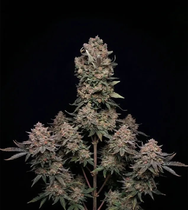 Mendo Breath Auto