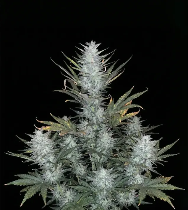 Purple Mimosa XL Auto