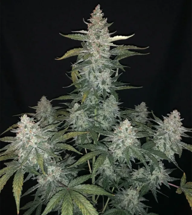 Thin Mint Auto