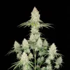 Acapulco Gold Auto