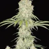 Acapulco Gold Auto