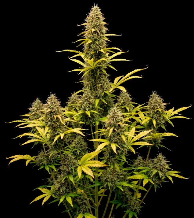 Acapulco Gold