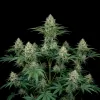 AK 47
