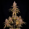 Durban Poison Fast