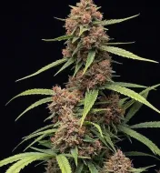 Durban Poison