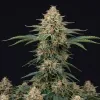 Early Skunk