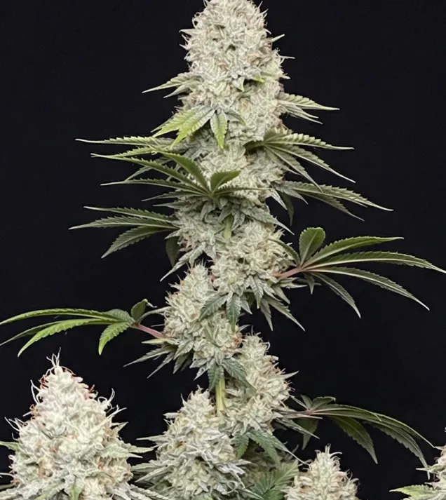 Gelato 45