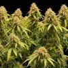 Gorilla GG4 F1 Auto