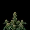 Gorilla GG4 Fast