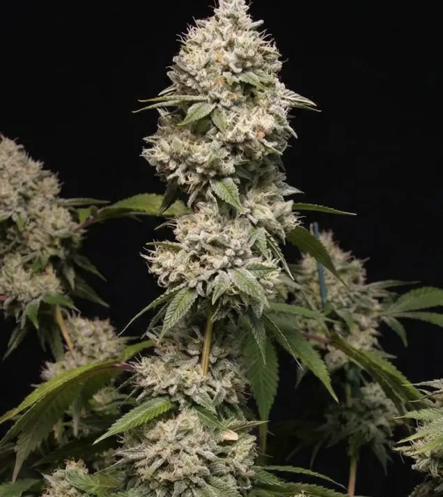 Gorilla GG4 Regular