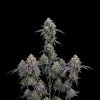 Grape Ape Auto