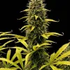 Grape Ape